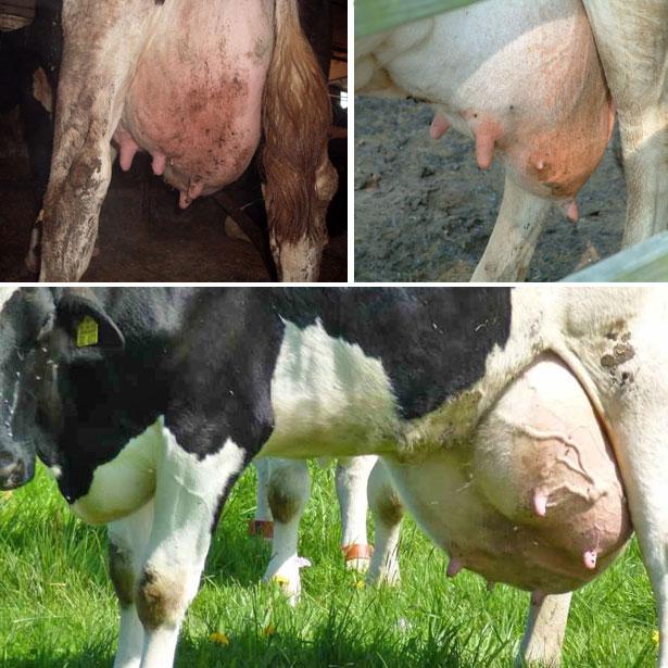 โรคเต้านมอักเสบจากวัว