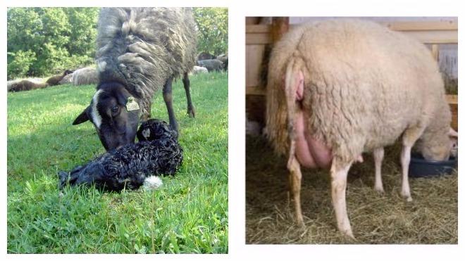Het geboorteproces van schapen