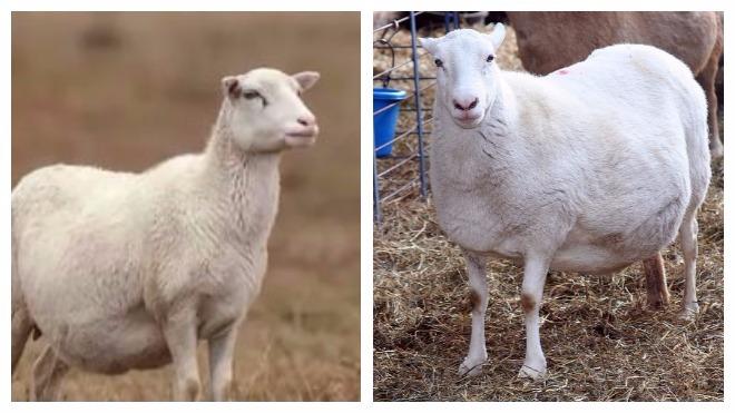 zwangere schapen