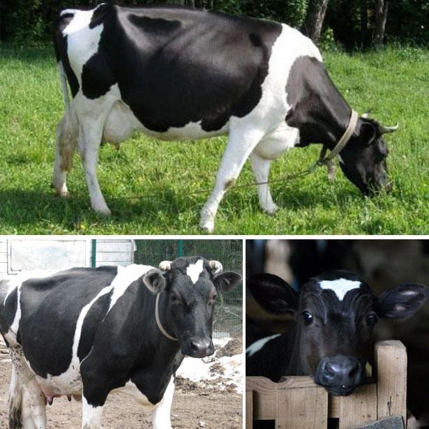 didelė karvė