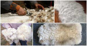 Welke soorten producten worden verkregen uit het fokken van schapen en wat is het meest waardevol