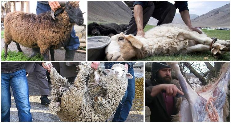 macellazione di pecore