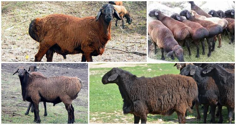 Description and characteristics of the rams of the Hissar breed, their pros and cons