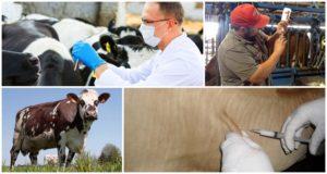 Instructions for the use of anthrax vaccine in cattle and dosages