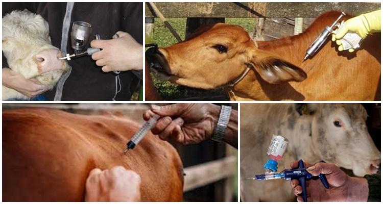 vaccinazione contro l'antrace dei bovini