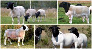Descripció i característiques de les ovelles dorres, característiques del seu manteniment