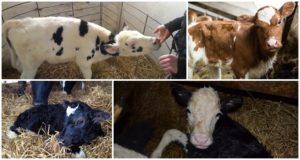 What to do if a calf has snot and what are the causes, treatment and prevention