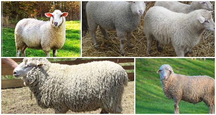 prekos breed of sheep