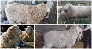 Prekos-lampaiden kuvaus ja ominaisuudet, ylläpito- ja hoitoolosuhteet