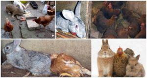 Can rabbits and chickens be kept in the same room, pros and cons