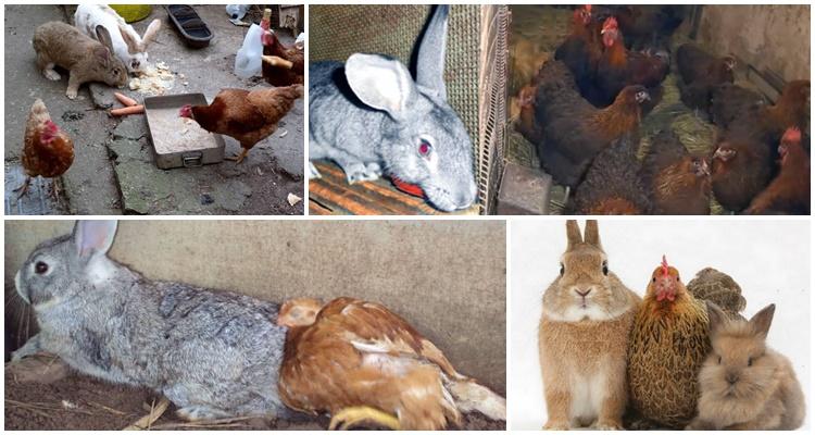 Kaninchen und Hühner