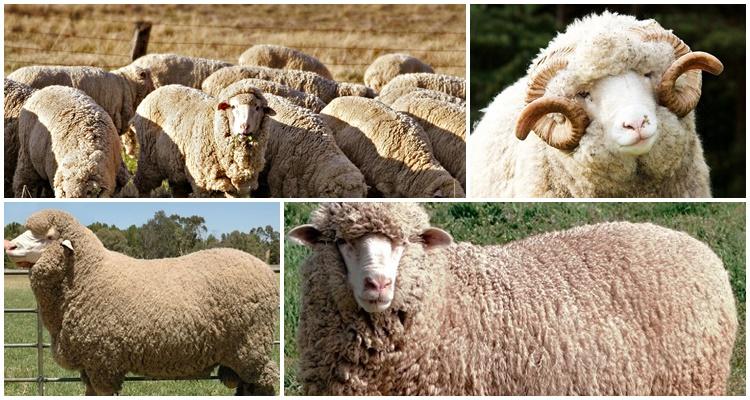 merino schapen