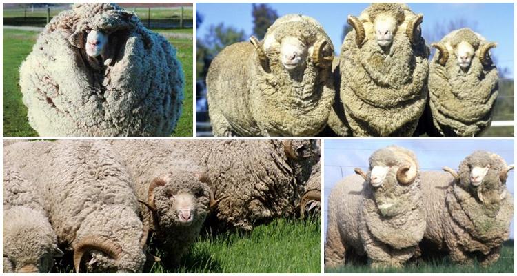 pecore merino