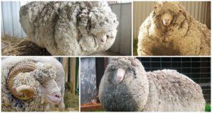 Characteristics of merino sheep and who bred them, what is known and breeding