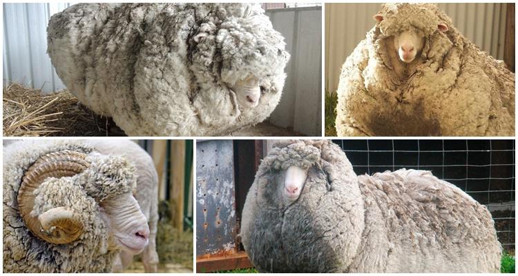 sitne vunene ovce