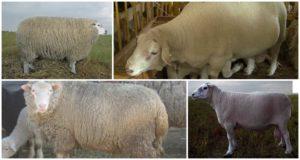 Beskrivelse og karakteristika for får af Tashlin-racen, vedligeholdelsesregler