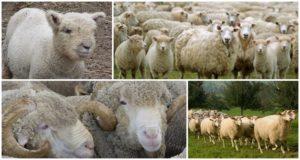 How many years do sheep live on average at home and in the wild