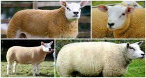 Texel-lampaiden kuvaus ja ominaisuudet, säilytysolosuhteet ja hoito