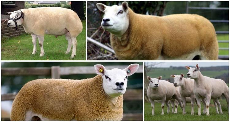 • Lammen växer snabbt, men efter tre månader tappar de mycket vikt.