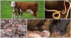 Signs and symptoms of worms in cows and calves, treatment and prevention