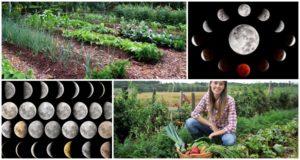Ay ekim takvimine göre 2021 için bahçıvanlar için öneriler