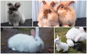 Les races populars de conills menestrals, normes per al seu manteniment i cura