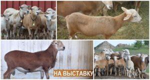 Beskrivning och egenskaper hos fåren från Katum-rasen, egenskaper hos innehållet