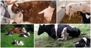 Síntomas de la criptosporidiosis en terneros, vías de infección y métodos de tratamiento para el ganado