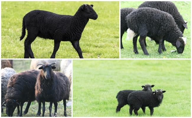 Giống cừu Karachai