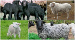 Opis plemien a odrôd oviec, ktoré sa majú zvoliť na chov