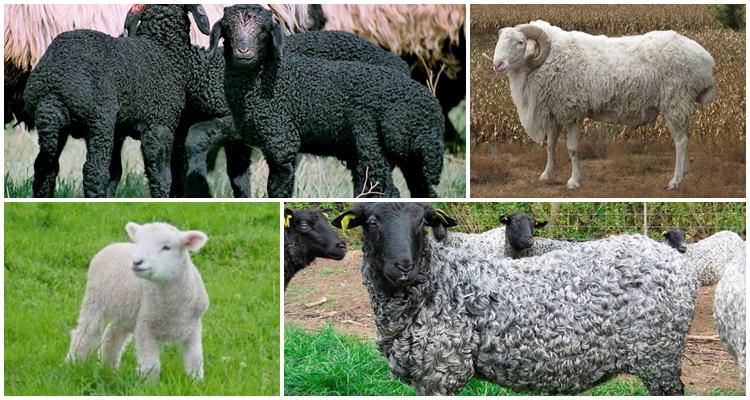 karakul breed of sheep