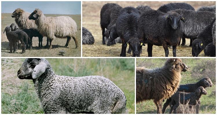 karakul breed of sheep
