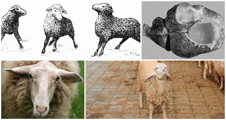 coenurose van schapen