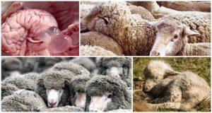 A juhok koenurózisának tünetei és jelei, kezelési módszerek és megelőzés