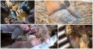 Dzīvnieku nekrobakteriozes cēloņi un simptomi, liellopu ārstēšana un profilakse