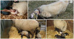 How long to wait for the lambing of a long-haired sheep and how is childbirth going at home