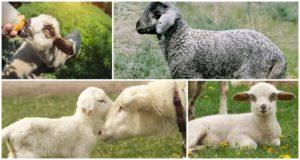 Comment traiter et pourquoi la diarrhée survient chez les agneaux, que faire et ce qui peut être administré