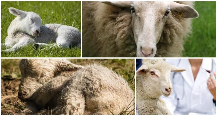 sheep coenurosis treatment