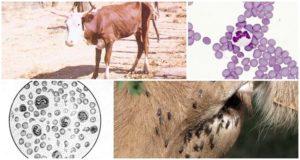 Príznaky anaplazmózy u hovädzieho dobytka a diagnostika, metódy liečby a prevencie