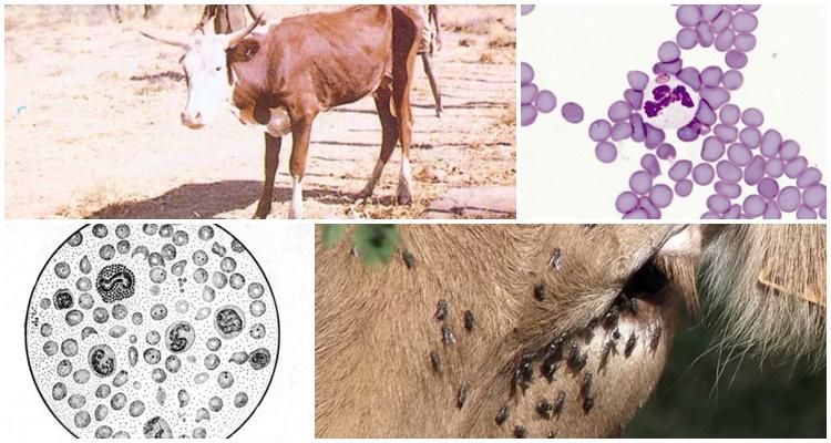cattle anaplasmosis
