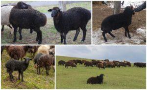 Descripción y características de las ovejas de la raza Karachai, reglas de mantenimiento.