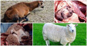 Symptoms of infectious enterotoxemia in sheep, methods of treatment and prevention