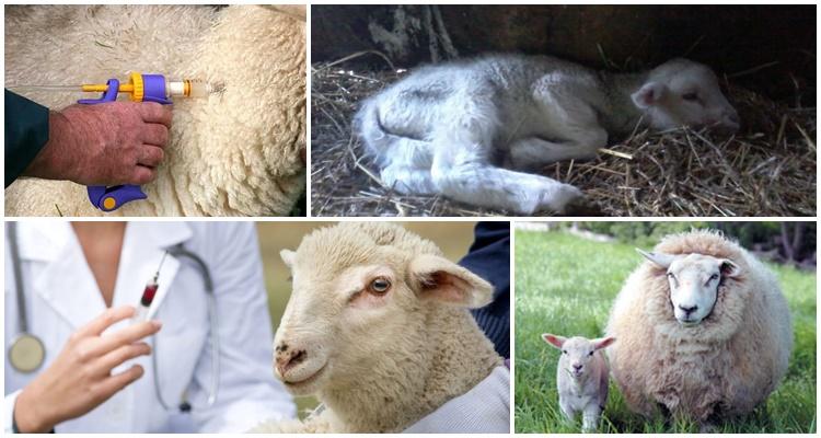 enterotoxemie bij schapen