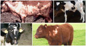 Hvorfor en kalv kan miste hår og metoder til behandling, forebyggelse