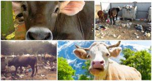 Co zrobić, jeśli krowa zjadła plastikową torbę i możliwe niebezpieczeństwo