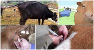 Causes d'infection et symptômes de la babésiose chez les bovins, méthodes de traitement et de prévention