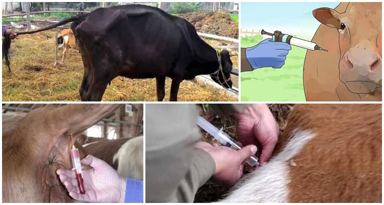 Causas de infección y síntomas de babesiosis en ganado, métodos de tratamiento y prevención.