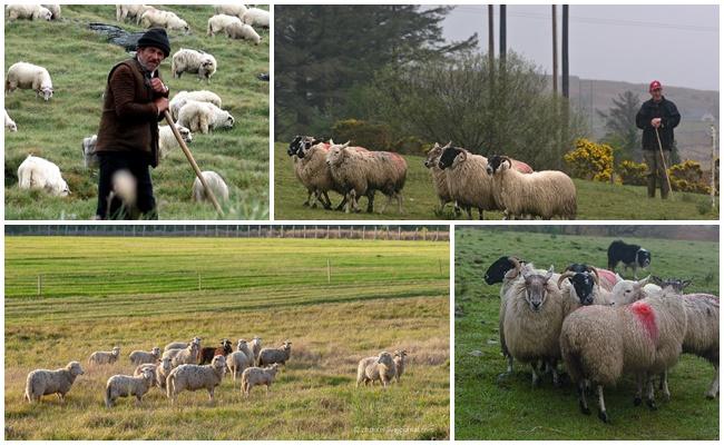 βόσκουν τα πρόβατα