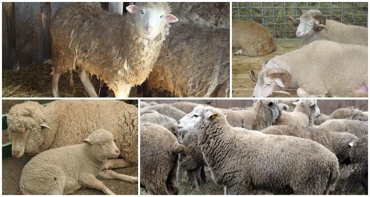 Qigai breed of sheep
