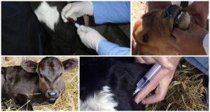 Orsaker till hosta hos en kalv och hur man behandlar den hemma